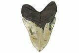 Fossil Megalodon Tooth - North Carolina #124902-2